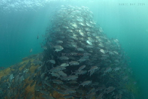 Swarm of Jackfish surprisingly at El Capitan wreck Subic Bay by Jun V Lao 